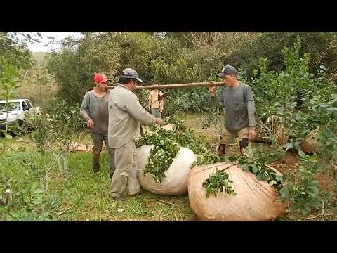 Yerba Mate harvest and drying