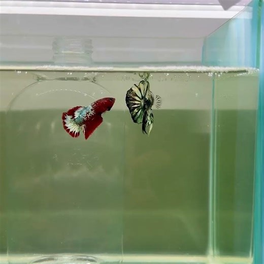 D37 #betta #bettalover #bettafish #justfishything #hungtingtonbeach