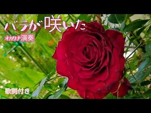 バラが咲いた/歌詞付き/マイク真木(オカリナ演奏・168曲目)オカリナハイビスOcarina Hibi‘s