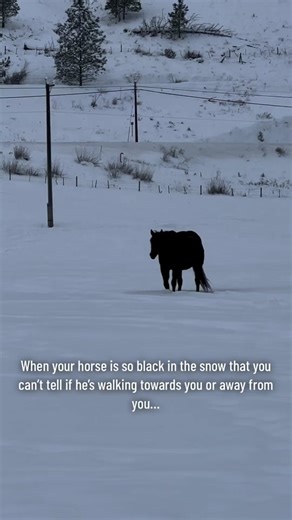 Mesmerizing Frog Horse Optical Illusion