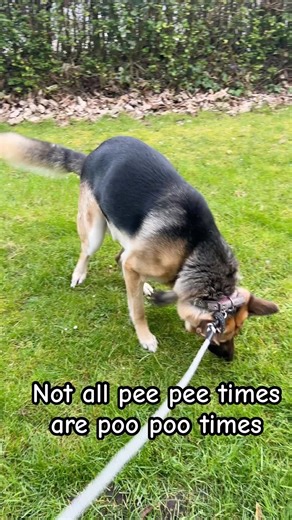 Not all pee times are poo poo times 💩 #dogshorts #funnydogs #funny #germanshepherd #hilarious #dogs