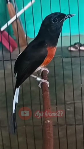 masteran murai batu gacor