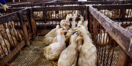 Local organization hopes to push forward ban on foie gras in Portland restaurants