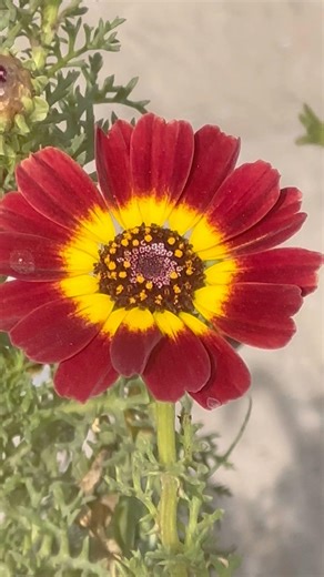 #Red Tri-Color Painted Daisy #Flower #nature #gardening #plants #new #viralshort #like #view #share
