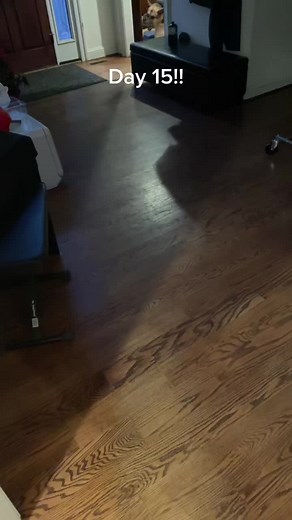German Shepherd Dog Interacting in Cozy Living Room