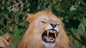 Humanity wouldn’t survive this - the real science behind Spore