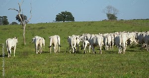 Agribusiness - Cattle, Nellore white cattle, green pasture in Brazil - Livestock