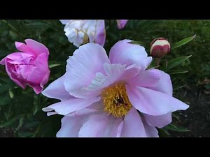 Maine Audubon Peony Gardens Virtual Tour