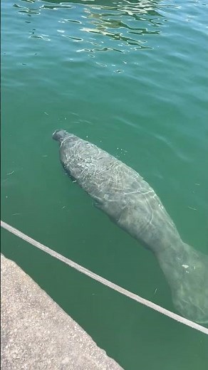 You Never Know When You Might See a Manatee at Key West Historic Seaport!