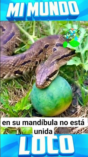 Pitón: la fuerza silenciosa de la selva#sabiasque #curiosidades #datoscuriosos #datoscuriosos