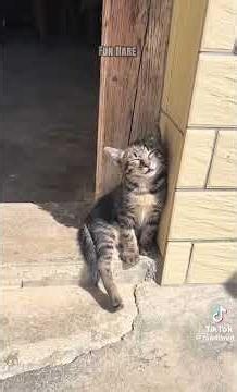 Katzen schlafen merkwürdig 😂😂😂