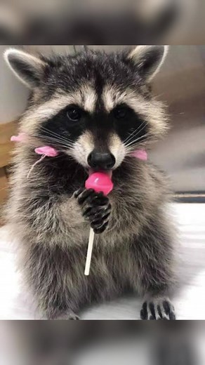 Silly Raccoon Memes for a Good Laugh