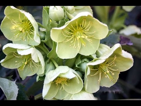 How to grow Hellebores