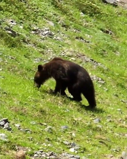 ヒグマ🐻熊に遭遇～日高山脈日本百名山幌尻岳
