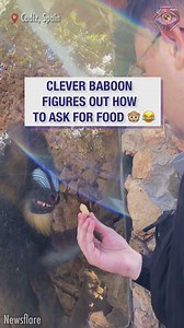 The monkey's version of Einstein is right here 🤓 | Bright Side Fun