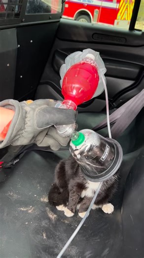 Kitten Rescue Update! 🐾 Last Friday, NWFD crews responded to a structure fire and rescued two cats from the residence. Both received oxygen on scene and were brought in for emergency veterinary care. We’re happy to share that the cats are doing well! They are recovering and will stay with a temporary foster while their owner secures housing. #KittenRescue #IncidentResponse #Update #NWFDAZ | Northwest Fire District