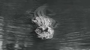 Watch an Alligator Strike and Eat a Water Snake