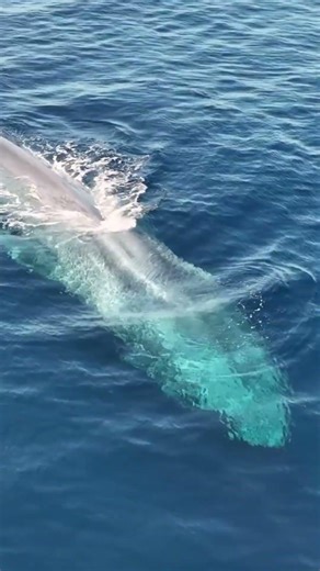HOW MANY HUMANS CAN A BLUE WHALE SWALLOW? 🐋 #whale #shorts