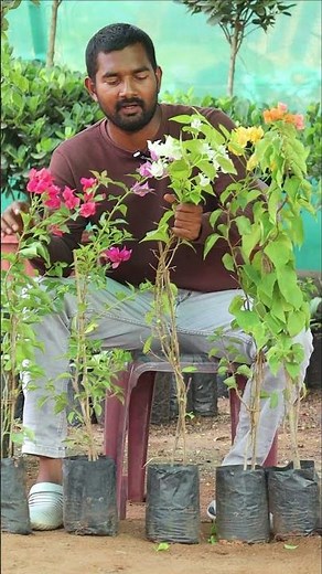 Bougainvillea Plants 🌺 Stunning Colorful Flowers | Best Flowering Plant for Home Garden