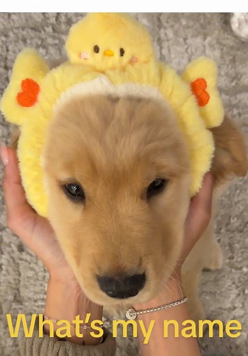 Unique Golden Retriever Names for Your Puppy