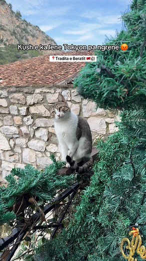 Tokyo ka ankesa 🐈🥺 📍Tradita e Beratit 🇦🇱🏰 #berat #restaurant #albania #food #hotel #cat #funny #tokyothecat | Tradita e Beratit