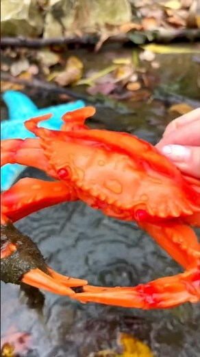 Learn Sea Animal Names at the Lake for Kids: Crab Turtle Octopus Starfish