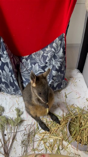 Hands are handy - Tillie showing just handy | JABS Joey and Bat Sanctuary