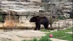 Take a nature break at the grizzly bear habitat in the Detroit Zoo. This 20,000-square-foot habitat has naturalistic features giving the bears the opportunity to choose where to spend their time and the ability to engage in species specific behaviors. #DetroitZoo #grizzlybears #VitaminZ | Detroit Zoo