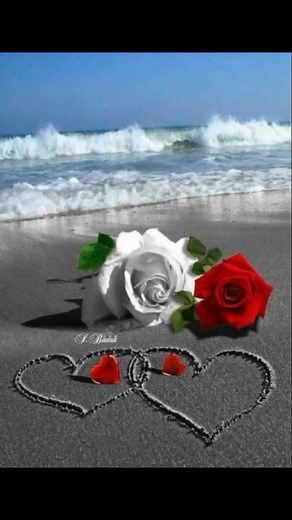 Beautiful Roses in Serene Beach Scenes
