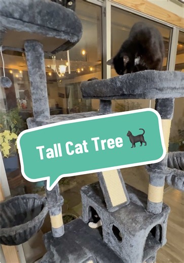 Choosing the Perfect Cat Tree for Safety and Comfort