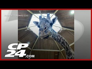 Masai giraffe dies after injury in Toronto Zoo, officials say incident was ‘totally unexpected’