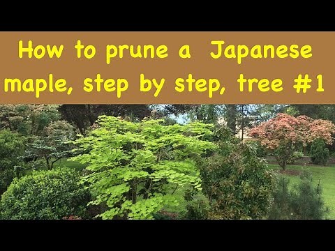 how to prune a Japanese maple tree, tree #1
