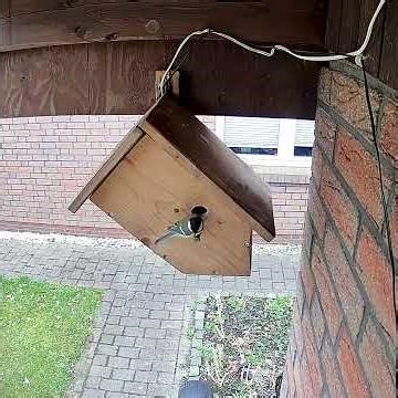Eine #kohlmeise an unserem #nistkasten - #greattit at #nestingbox #nature