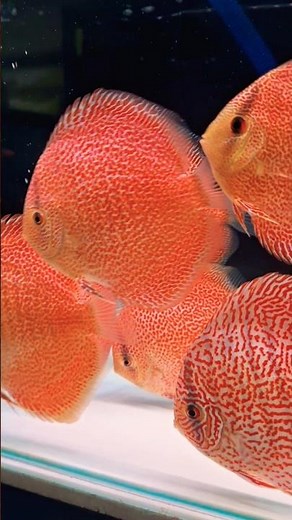 beautifull orange spoted | Ikan Hias Discus | Discus Fish | Main Ikan | Aquarium | Aquascape | Farm