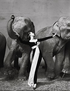 Dovima with Elephants - Richard Avedon - Iconic Photograph