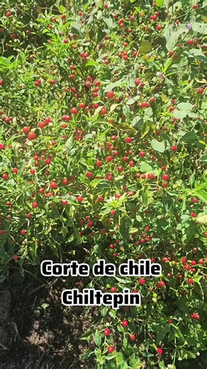 Pizca de Chile Chiltepin: El Tesoro de tu Huerto en la Sierra