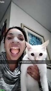 Alien Cat jumps too high - Reels Viral 👀 Wait For It!