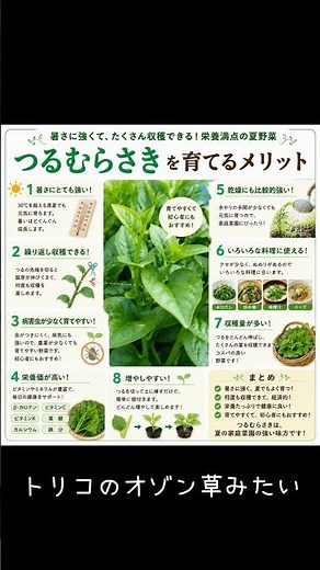 【ツルムラサキ】生命力と栄養価が高い野菜ツルムラサキが食べたい #家庭菜園 #つるむらさき