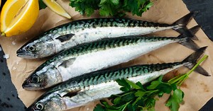 Nos idées recettes pour cuisiner le maquereau