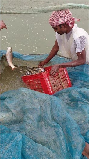 Fish Farming Center #fishing #short #shortvideo #vlog #funny #comedy #live #like #trending #shorts