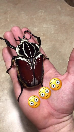 Goliath Beelte life cycle 👀 #bugtok #insect #GoliathBeetle #fyp #scary #interesting #big #reptile #discover