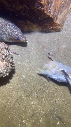 part 1 #fishing #eels #deepsea #nemo #diving #lobster #beach #crab #nature #sea #catchthesea | DivingBoy