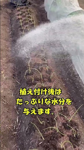 《秋の玉ねぎ栽培定植 》#家庭菜園 9月初旬に保存タネで種まき＃土作り完了した場所に無事定植！無農薬栽培＃shorts