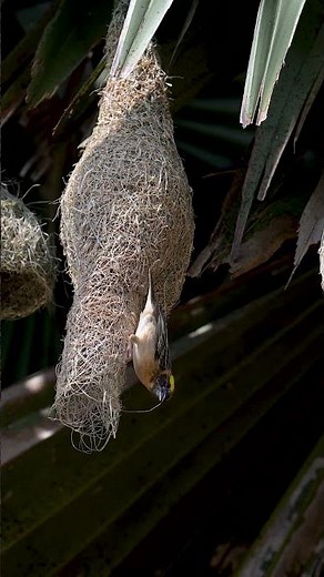 Engineer Of Weaver Bird Building Constructions 0008#birds #nature