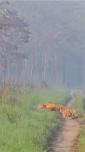 Pilibhit Tiger Reserve Jungle Safari me hunting karte Tiger ki bumper sighting hui#junglesafariindia