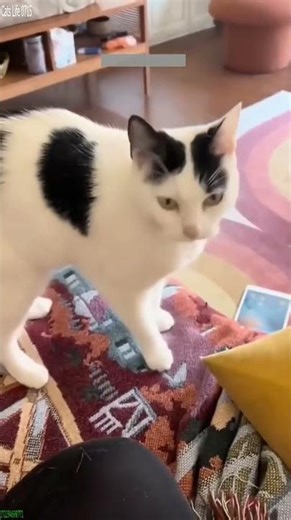 Cat videos 🐱 Cat Fails ❤️ # Ep 1551