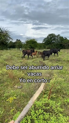 Arreando las vacas #VentaDeGanado #paratiiiiiiiiiiiiiiiiiiiiiiiiiiiiiii #becerros | Ganadería mexicana