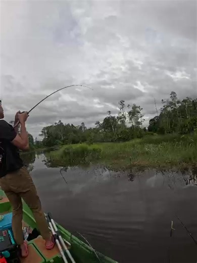 Renew lesen toman untuk tahun 2026 rempit pun rempit lh🤣🤣 @Dennis c @Defcrow Setup : Reel: Daiwa Steez A II TW 1000HL Rod: Daiwa Blazon 10-20lb