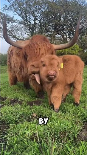 These Fluffy Cows Look Like Giant Teddy Bears! 🐮✨ #facts #animals #youtubeshorts