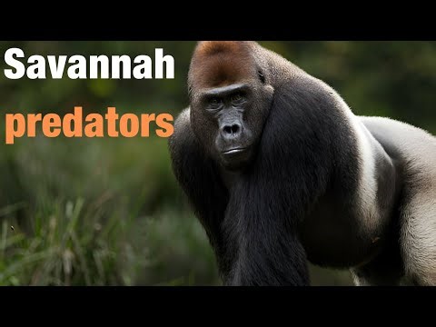 Prairie Predators Hunting and Adaptation in Africa